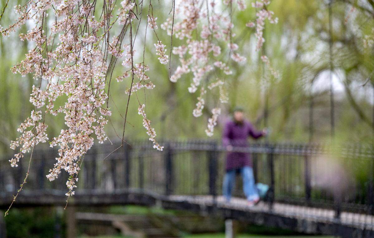A woman is bundled up to walk her dog as the trees start to bloom in Talleyrand Park on April 11, 2025.