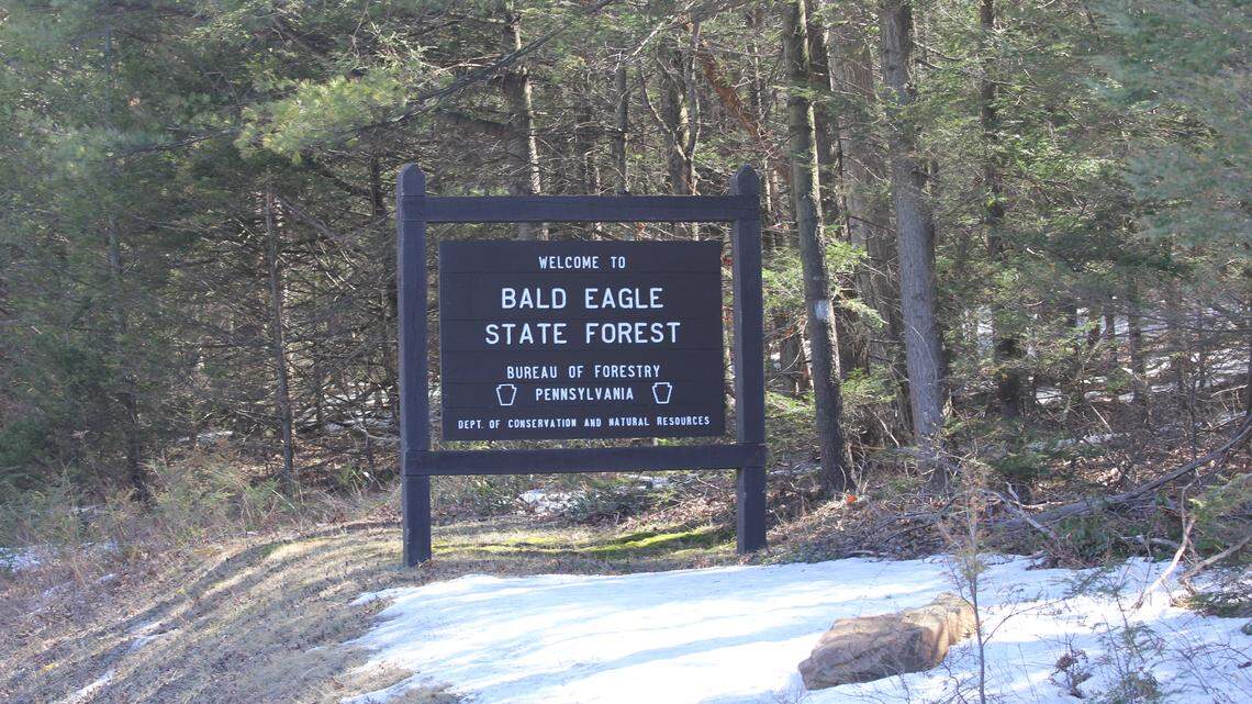 Afield: A look at bear hunting season in PA — including a huge one shot in Centre County