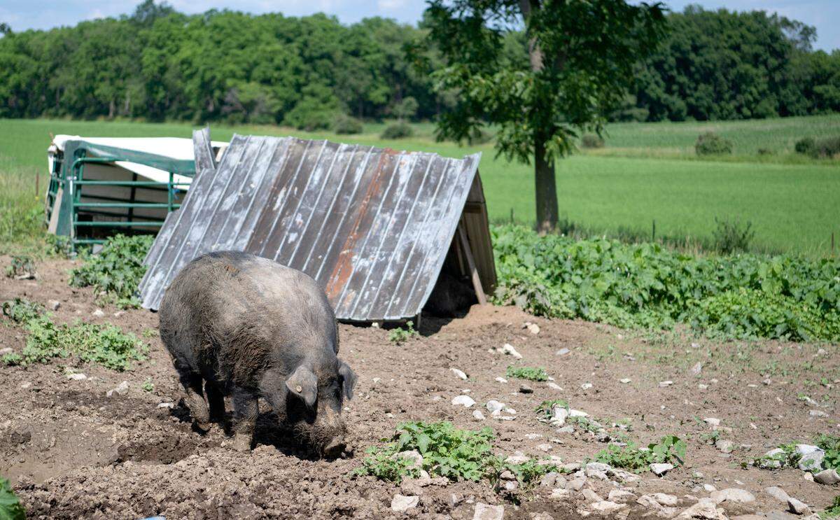Brutus, a Mulefoot hog, digs in the mud at Rimmey Rd. Farm in Centre Hall on Wednesday, July 5, 2023.  