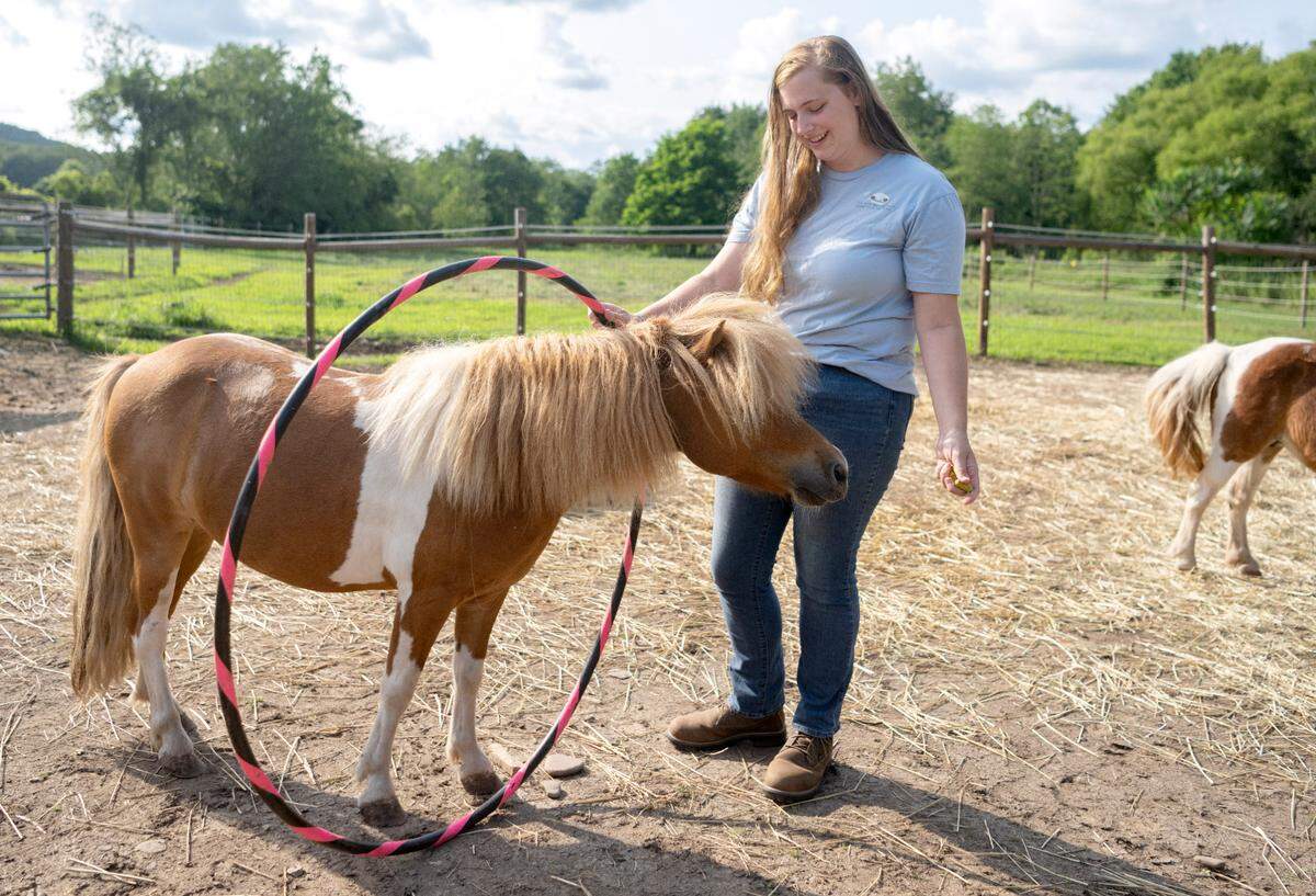 Miniature horse Titan shows off one of his tricks with Isabel Lange of Mini Whinnies at Quarter Acre Wood in Port Matilda on Monday, July 31, 2023.