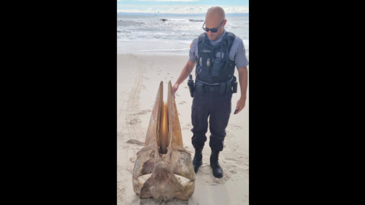 This washed ashore days ago at New Jersey’s Island Beach State Park. What is it?