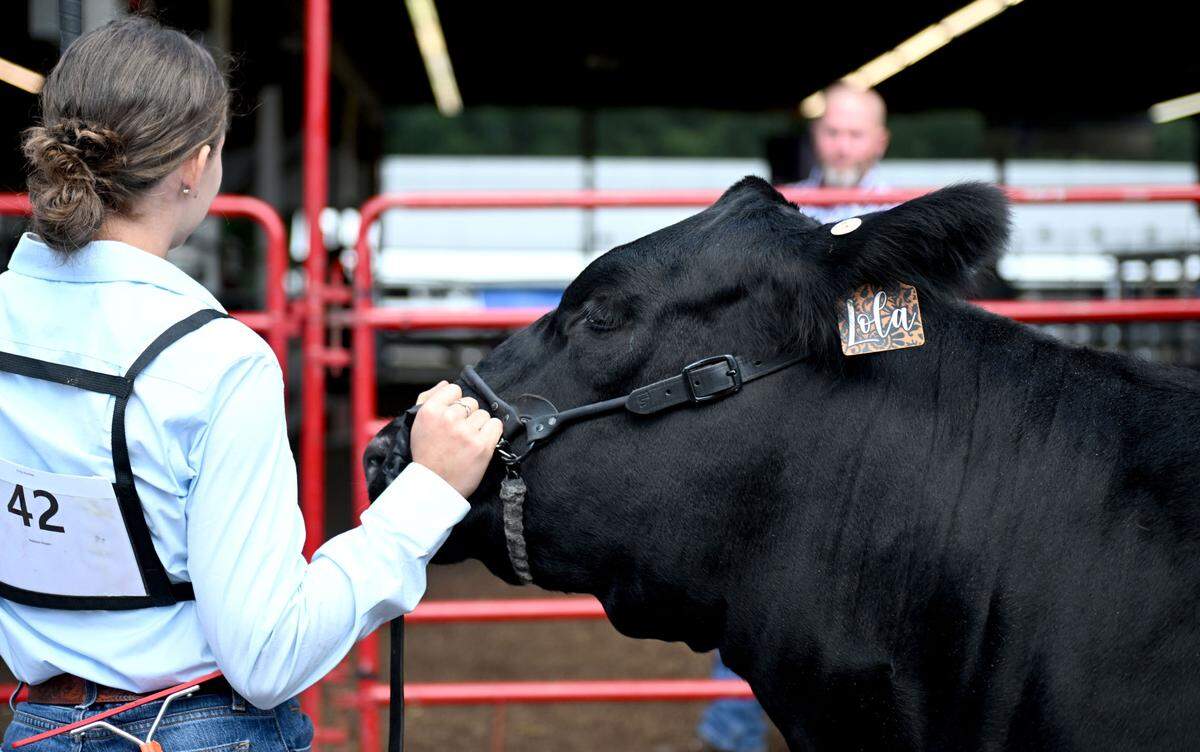 Madison Bowen waits with Lola before going into the ring for the open beef show at the Centre County Grange Encampment and Fair on Wednesday, Aug. 21, 2024.