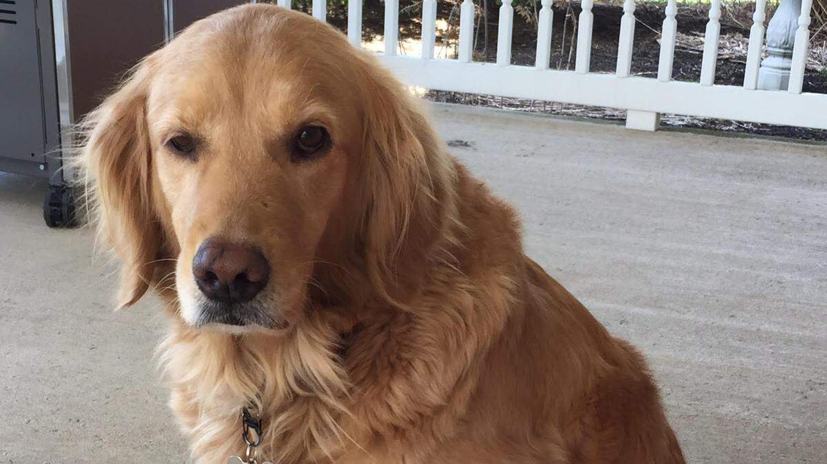 Rosie, a Golden Retriever from the Port Matilda area, has been missing from her home since Aug. 16, owner Jennifer Lichty said.