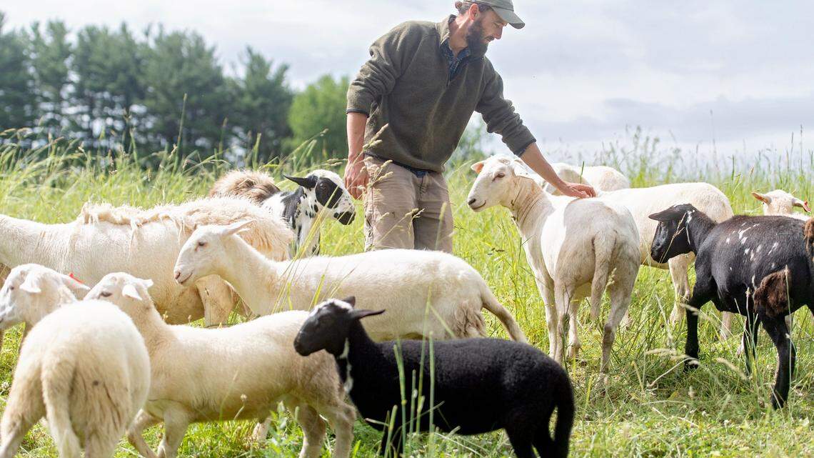 Erik Hagen pets some of the sheep Thursday at Windswept Farm, where RE Farm Cafe will be on located. Hagen manages the farm, which recently launched a CSA.