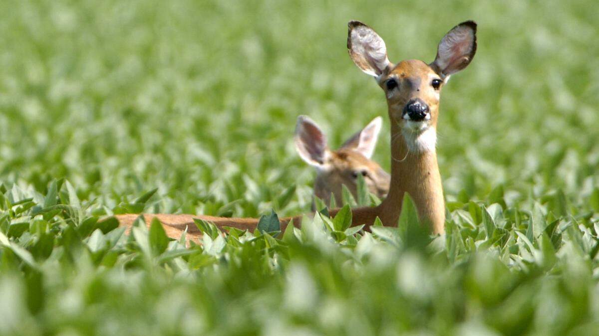 These animals have spread coronaviruses to humans, studies show. They didn’t before