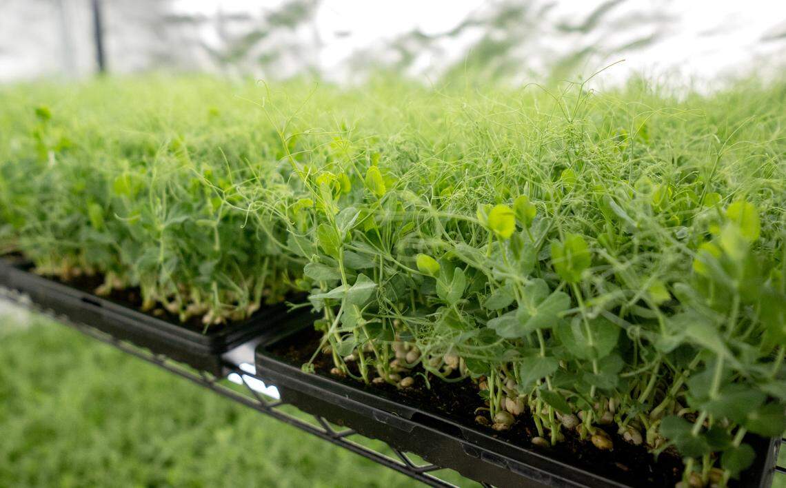 Pea shoots grow at Blackbranch Farm on Tuesday, April 9, 2024.