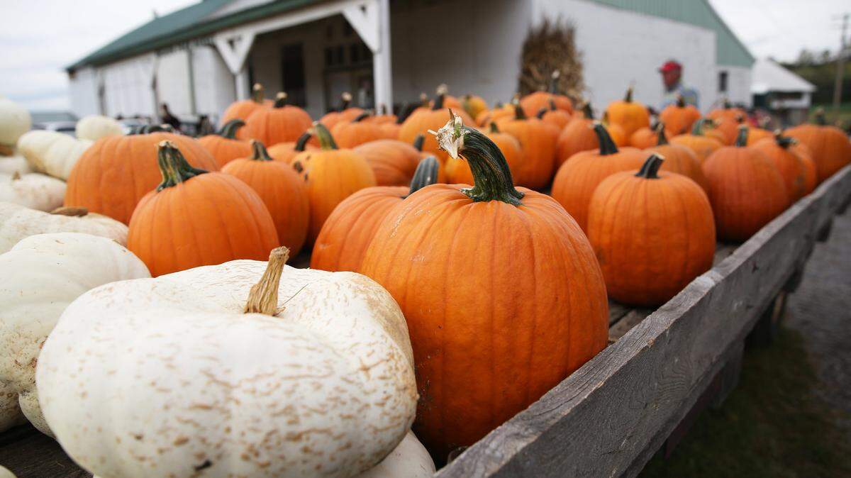 Pumpkins are on display and available for purchase during the Wasson Farm Fall Fest in October 2017 at Wasson Farm.