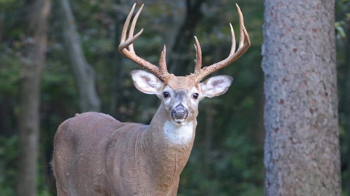Afield: Are there ever too many deer for hunters? Signs are pointing to bountiful harvests this year