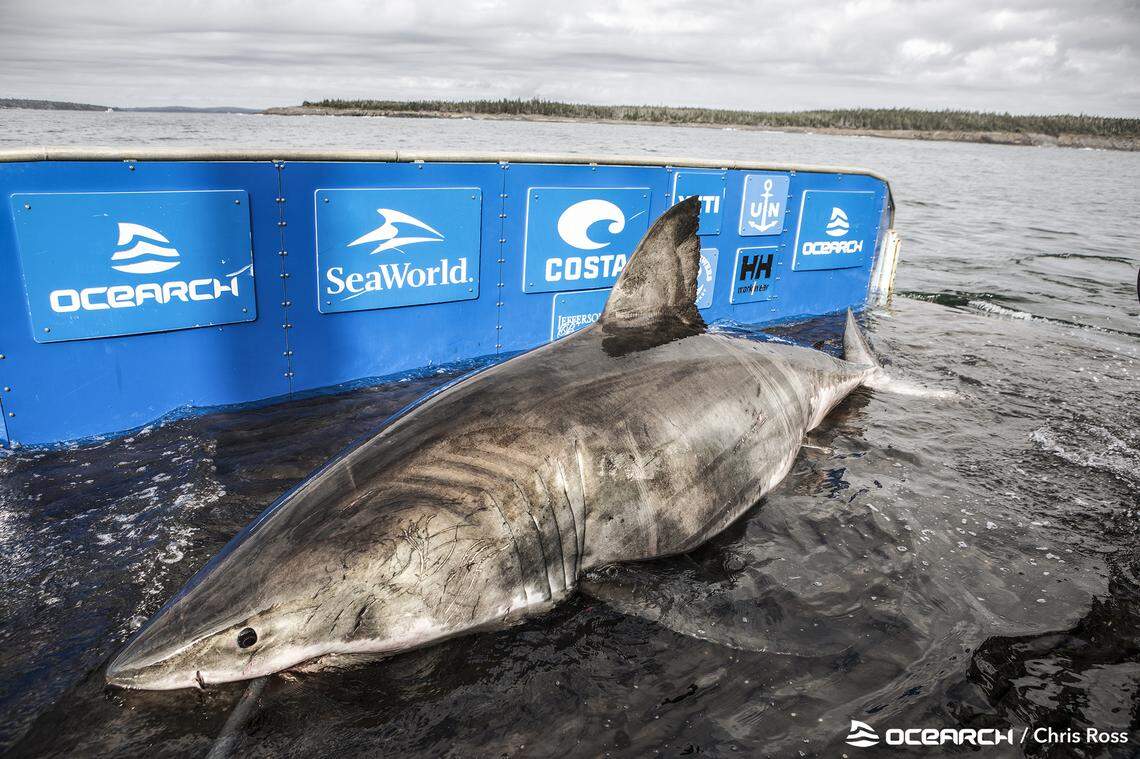 OCEARCH named the shark Nukumi in honor of a “legendary wise old grandmother figure of the Native American Mi’kmaq people.”