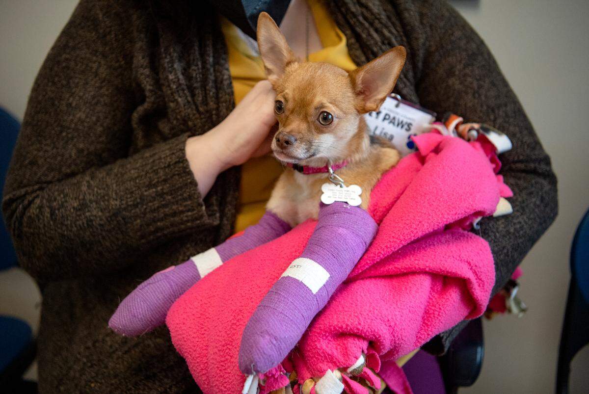 Rose, a one-year-old Chihuahua, will have surgery to repair broken front legs later this week, thanks to thousands of dollars donated to Centre County PAWS as part of the Betty White Challenge.