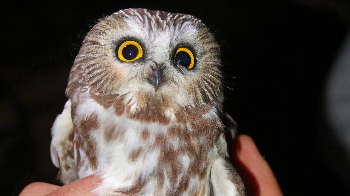 Afield: Volunteers drawn to PA saw-whet owl banding stations appreciate small, cute raptor
