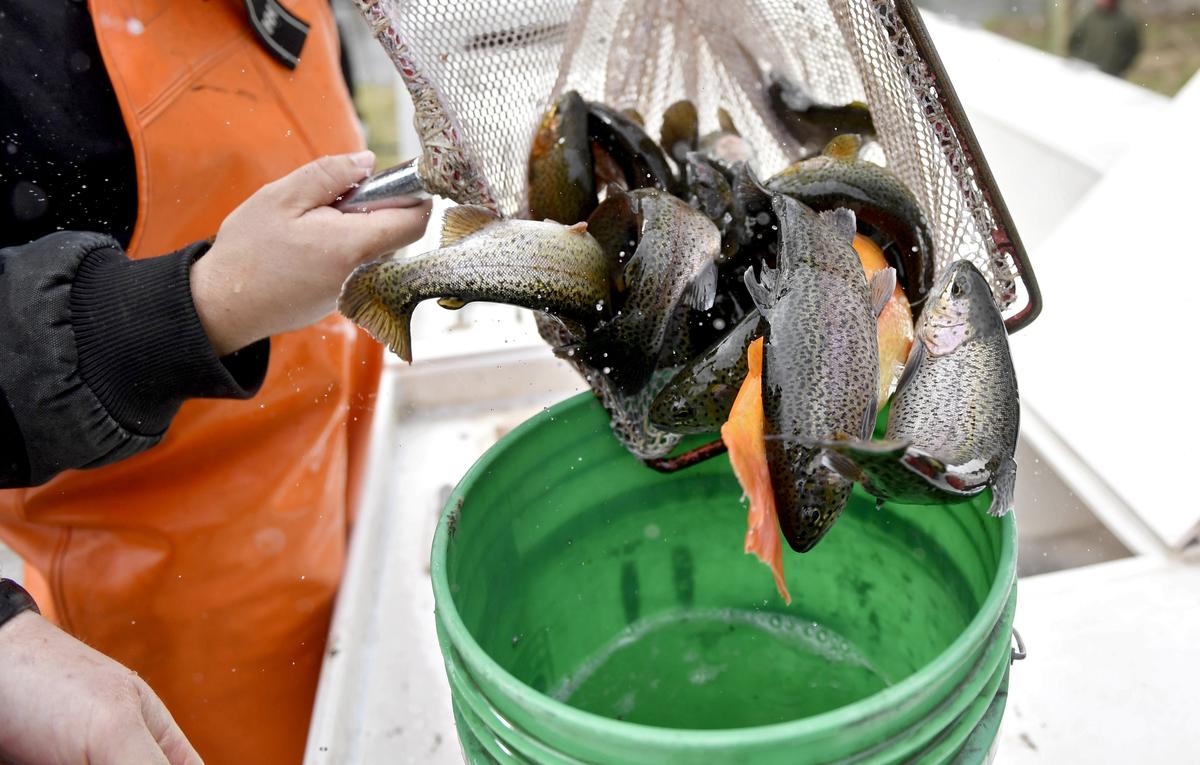 The Pennsylvania Boat and Fish Commission stocks rainbow trout in Bald Eagle Creek on Thursday, April 11, 2019.