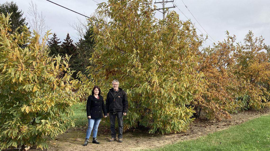 Emily Dobry, a master’s candidate in horticulture at Penn State Behrend, and Bryan Hed, a plant pathologist at the Lake Erie Regional Grape Research and Extension Center, stand Nov. 11, 2021, between American chestnut trees growing at the center, 662 N. Cemetery Road, North East Township, Erie County. In the middle are Chinese chestnut trees and at the right are hybrid trees, a cross of American and Chinese chestnuts. Dobry identified a new pathogen among the American and hybrid trees, which also suffer from the deadly chestnut blight. 
