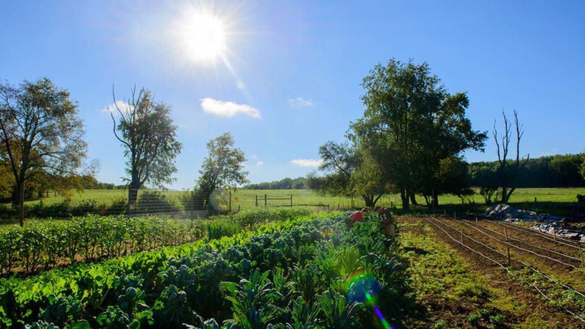 Outreach through facilities such as the Student Farm at Penn State positively impacted Penn State’s standing in the 2021 Times Higher Education University Impact Rankings.