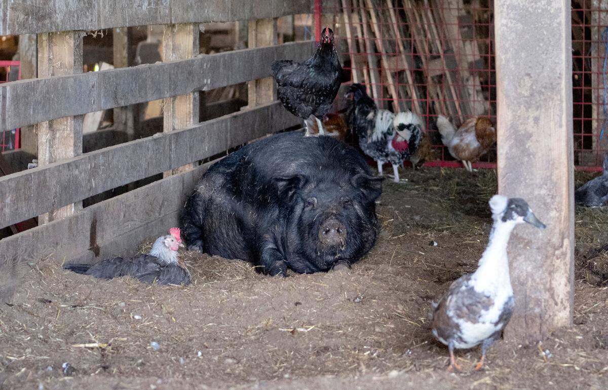 A chicken stands on Julia, a Mulefoot hog, as she cools off in the shade at Rimmey Rd. Farm in Centre Hall on Wednesday, July 5, 2023.  