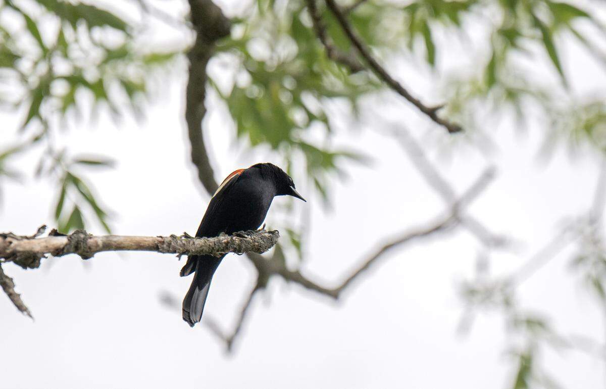 A red-winged blackbird sits in a tree along the boardwalk at Millbrook Marsh on Tuesday, May 5, 2026.