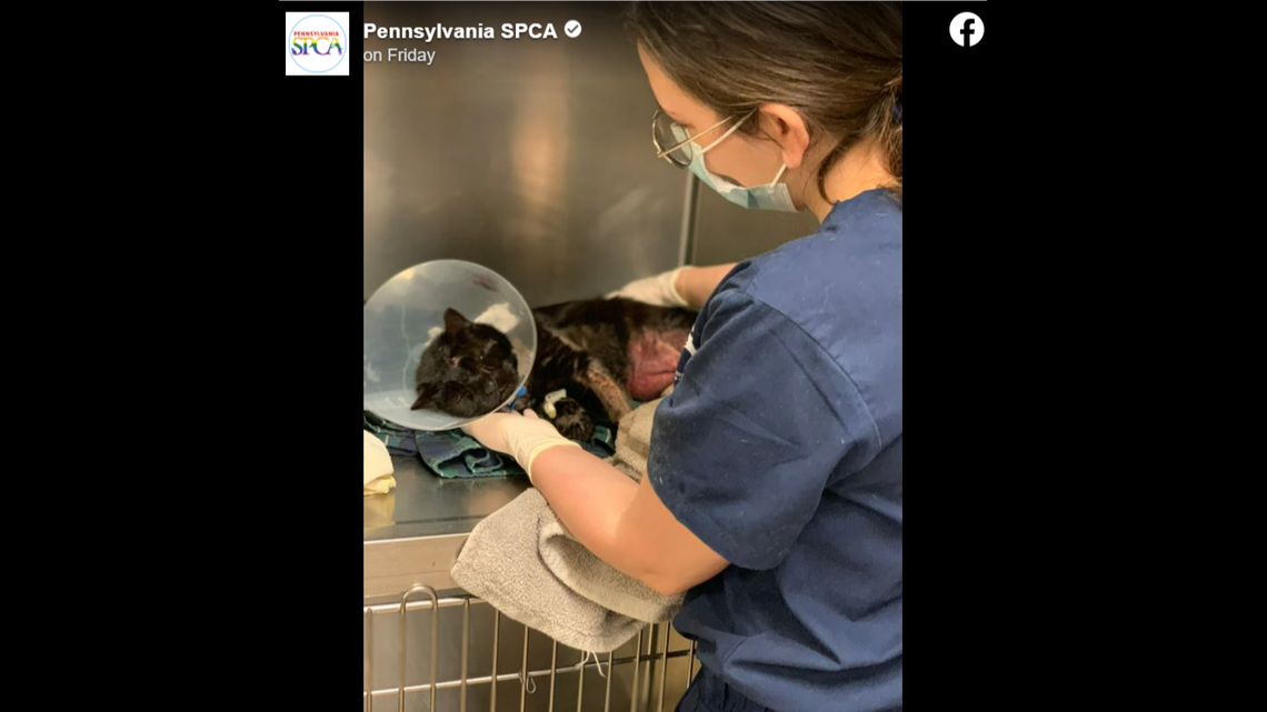 Buddy the cat has been receiving veterinary care since the attack and is recovering.