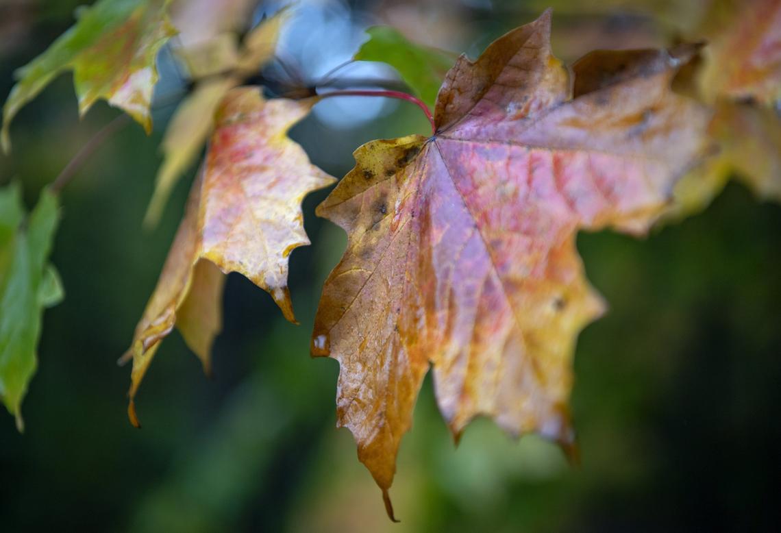 Leaves are changing along the Mount Nittany hiking trail on Monday.