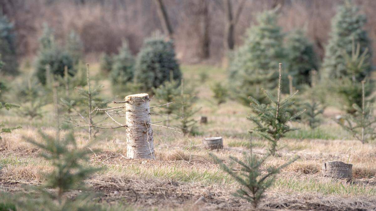 A stump of a cut down tree among young trees at Tait Farm on Dec. 15, 2020. Tait Farm trees and many other Christmas tree farms in the area closed early for the season last year, and expect high demand again this year.