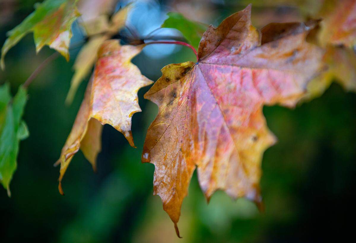 Leaves changed along the Mount Nittany hiking trail on Monday, Oct. 7, 2019.