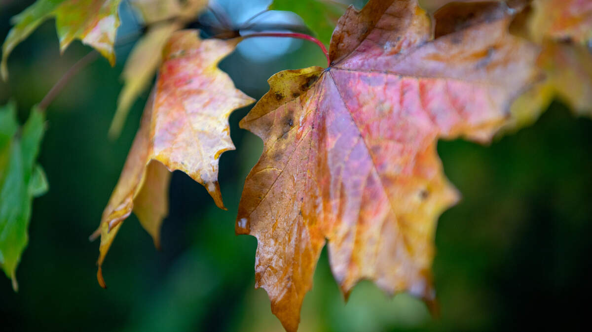 Leaves are changing along the Mount Nittany hiking trail on Monday, Oct. 7, 2019.