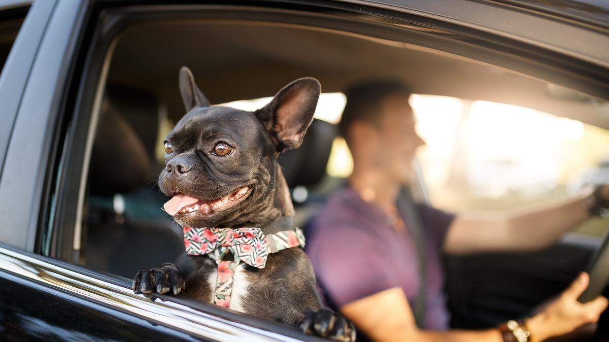 In Illinois, you could be charged with a misdemeanor for leaving your dog in the car in hot or cold conditions.