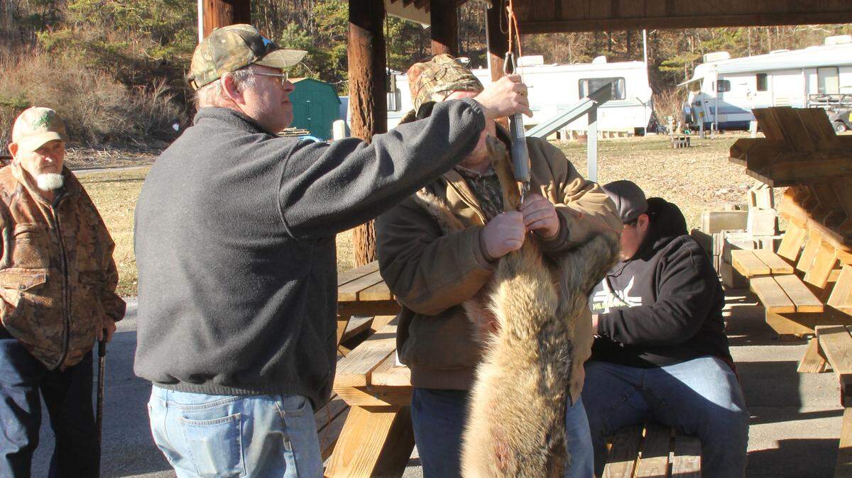 Hunt officials weighing Matt Bender’s winning coyote at the 2018 Liberty Township hunt in Centre County. This winning coyote tipped the scales at 28.1 pounds and earned Bender $932.