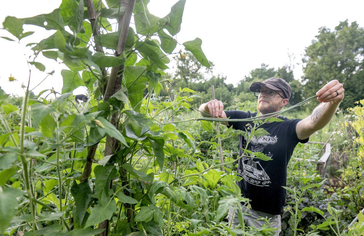 Anthony Taylor picks yarding beans from his plot in the Penn State Community Garden on Wednesday, July 30, 2025.