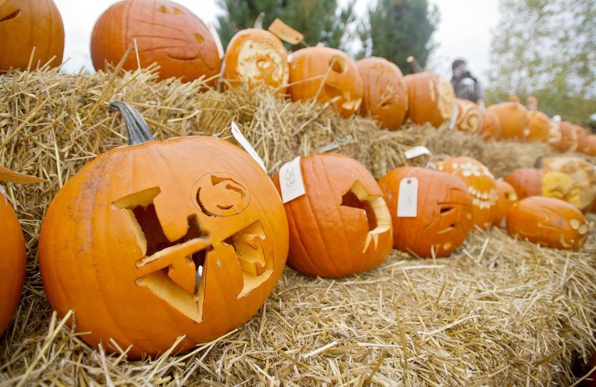 Pumpkins from the carving contest will be lit and arranged for viewing 6-9 p.m. Oct. 13 and 4-6 p.m. Oct. 14 at The Arboretum at Penn State.