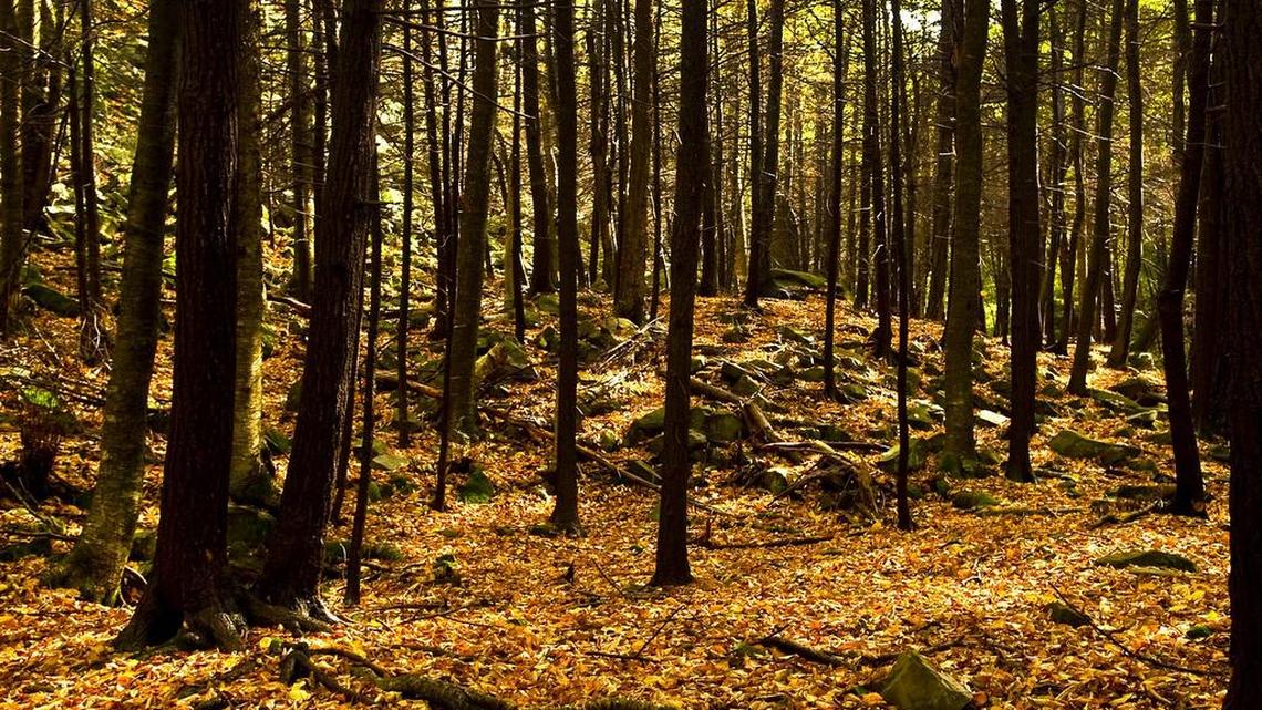 Leaves swirling around in the air will settle on the forest floor and begin the process of generating more humus, the “life force” of the soil.