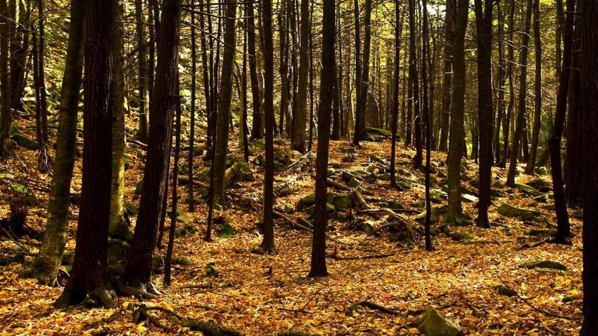 Leaves swirling around in the air will settle on the forest floor and begin the process of generating more humus, the “life force” of the soil.