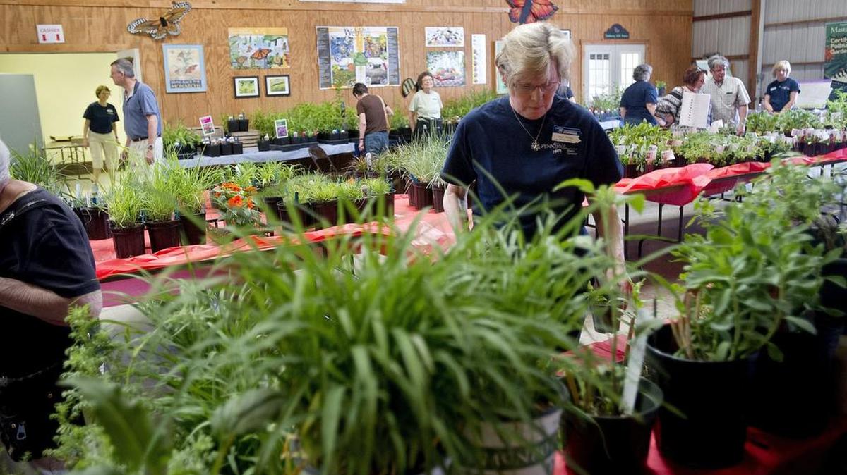 Visitors Browse the plants at the Centre County Master Gardener annual plant sale in 2015.