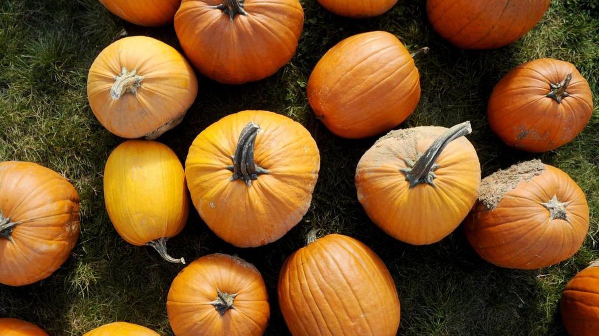June 1 is the optimal time to plant pumpkins, but you can start planning now.