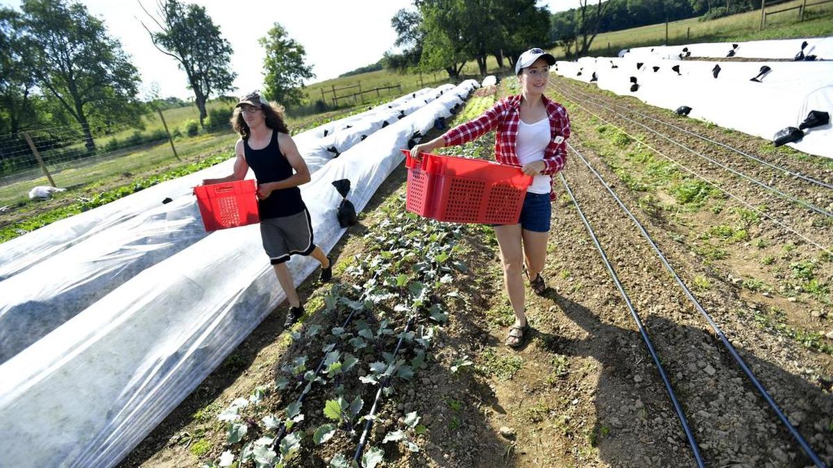 John Boujoukos, left, and Hayly Hoch carry bins of harvested red lettuce. For the first time this year the Penn State farm club has a new plot of land off of Fox Hollow Road.