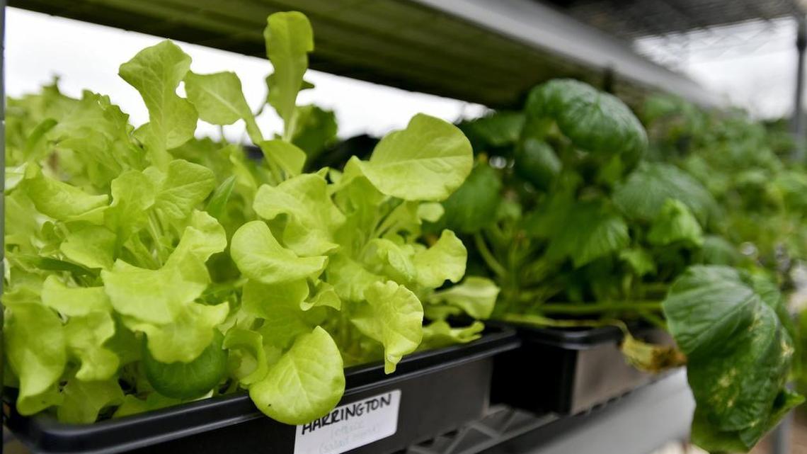 Dreaming of gardening? It’s not too early to start planning