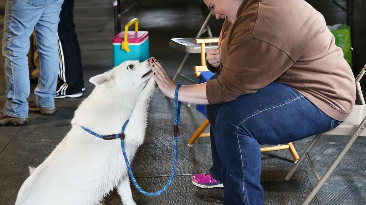 Diane Merzbach gives her husky lab, Keisha, a high-five during the May 13 Agility Trials at the PSU Ag Progress Grounds.
