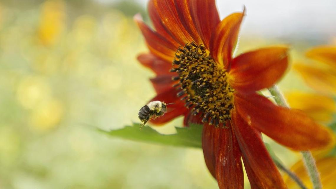 Best bets in Centre County: A children’s gardening webinar, virtual dance class and more