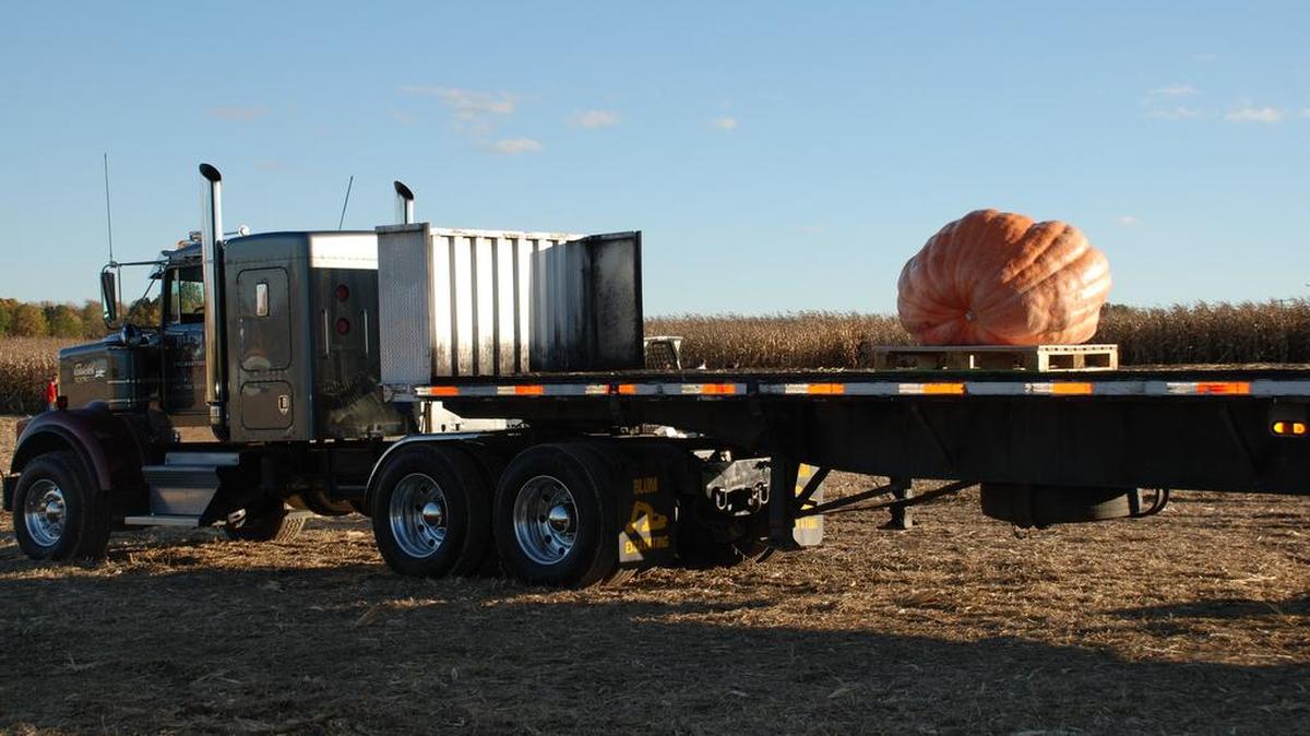 It helps to have friends in the heavy equipment business when it comes time to move your giant pumpkin.