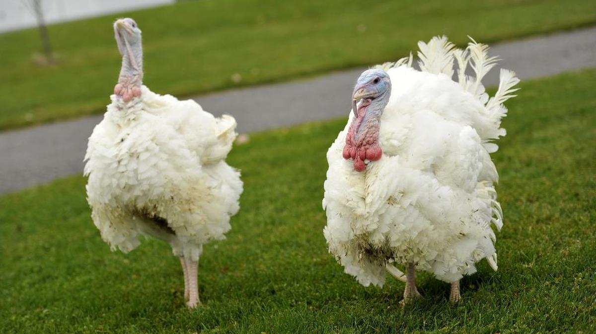 Two tom turkeys at the Poultry Science Complex. The Penn State Poultry Science Club plans to sell about 450 turkeys at its annual turkey harvest on Monday at noon.