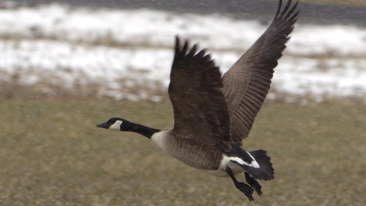 Goose Day is celebrated every Sept. 29 in Mifflin County, and derives from the medieval celebration of Michaelmas Day.