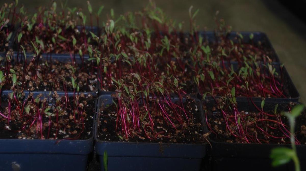 GreenSpace growns microgreens in the basement of its Tyrone permaculture center.
