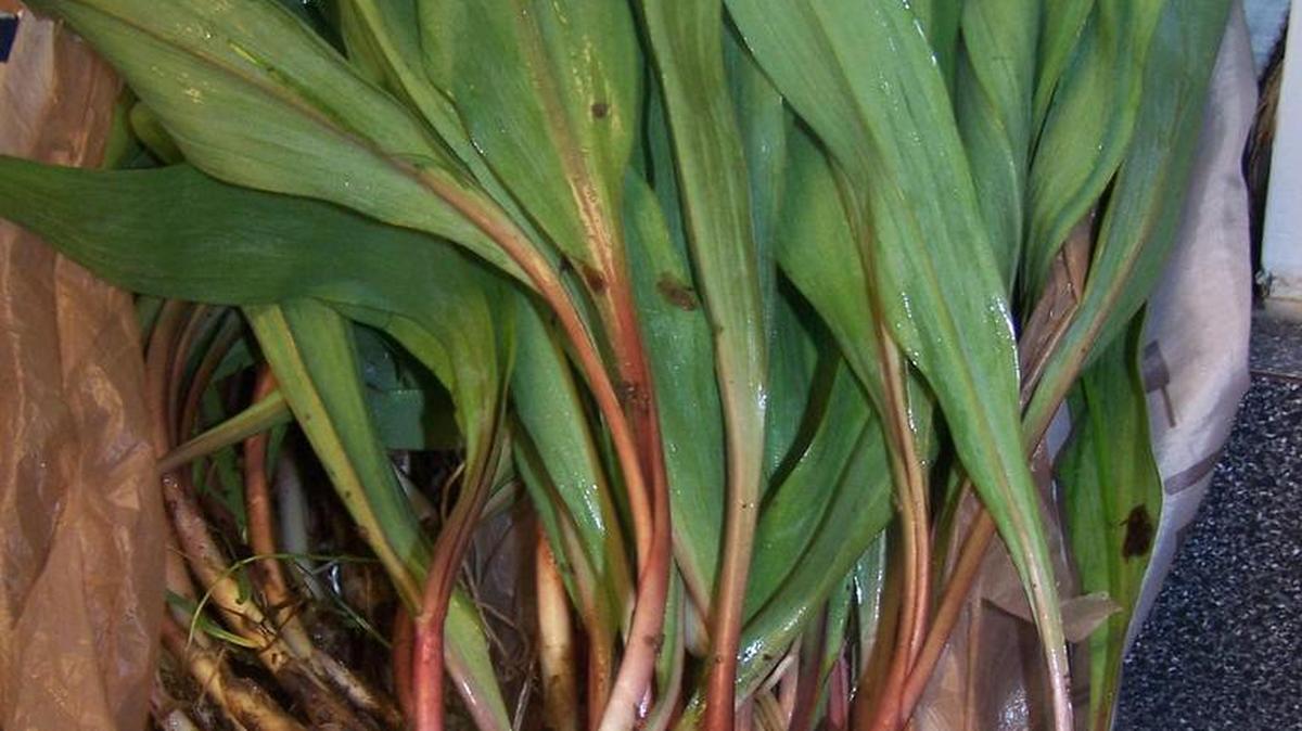 Ramps are among the vegetables in full swing this season.
