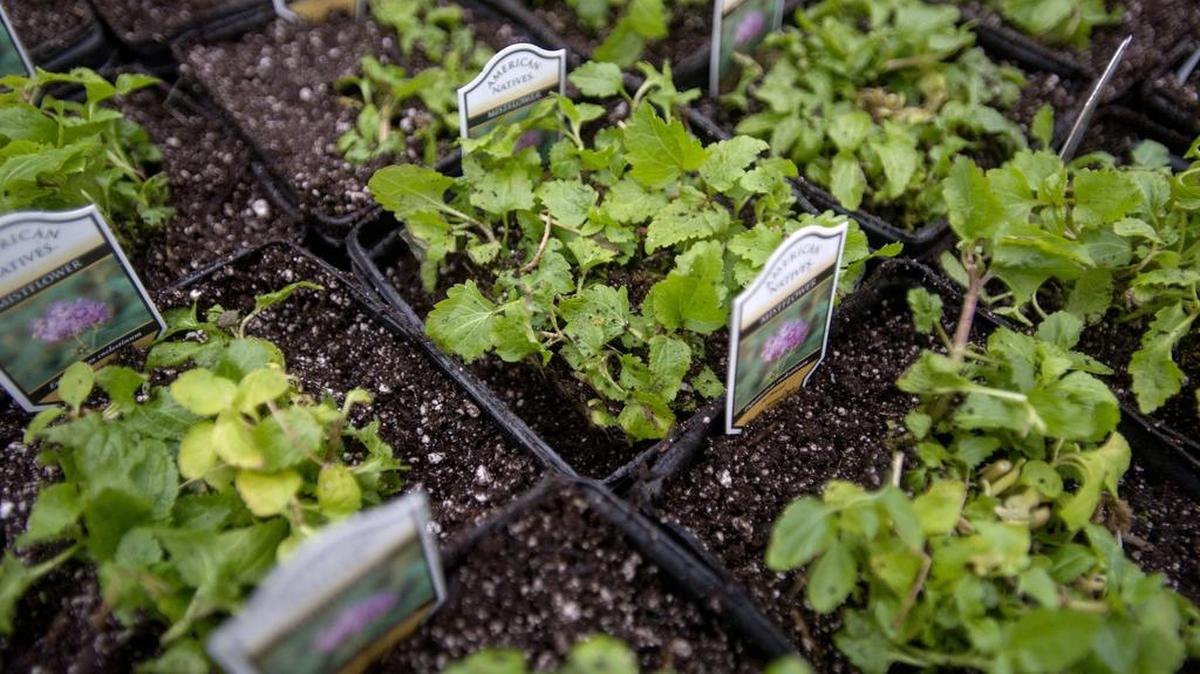 Native plants are available each May at the Penn State Master Gardener Garden Fair and Plant Sale.