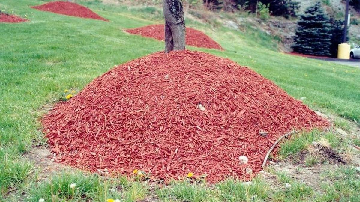 A method of mulching, often referred to as “volcano” mulching, slowly impacts tree health and vigor.