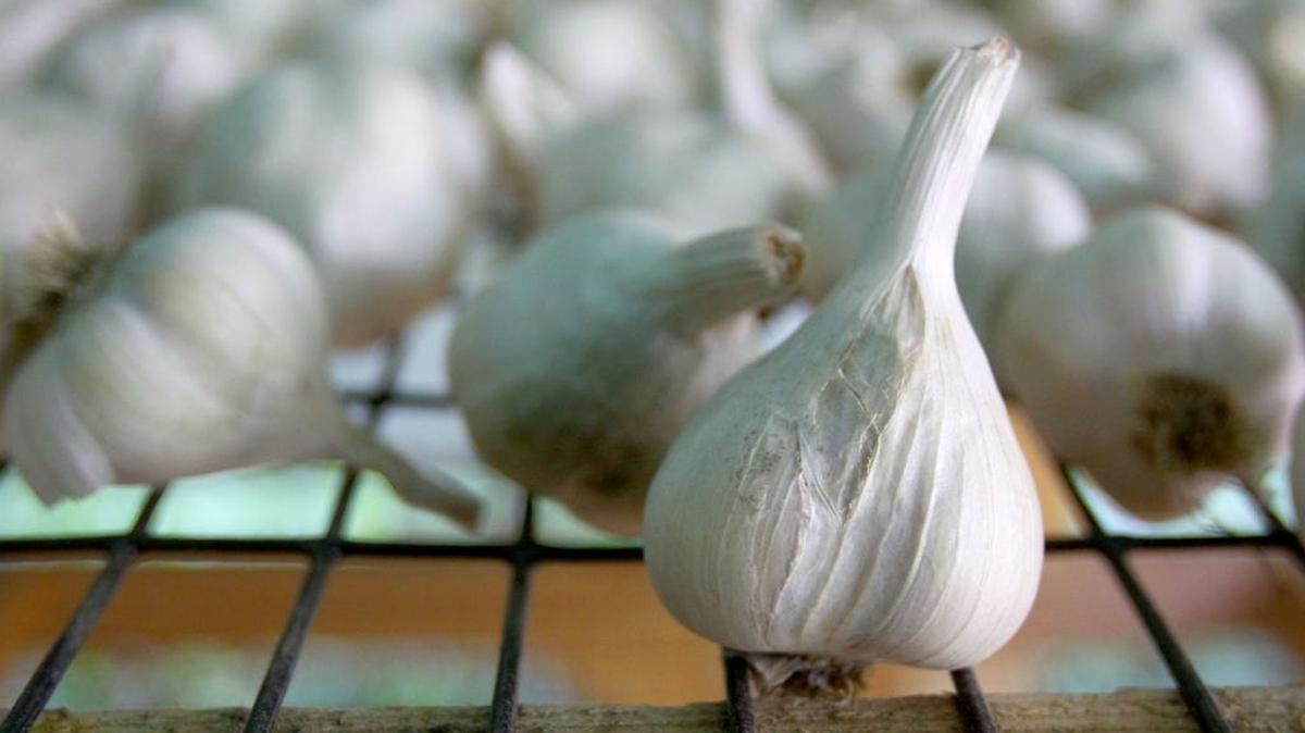 Garlic, a member of the onion family, should be planted in late September or October so it will be well rooted by November.