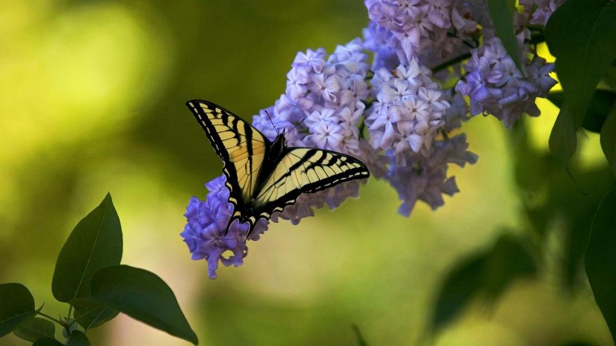 Once established, lilacs can live for centuries.