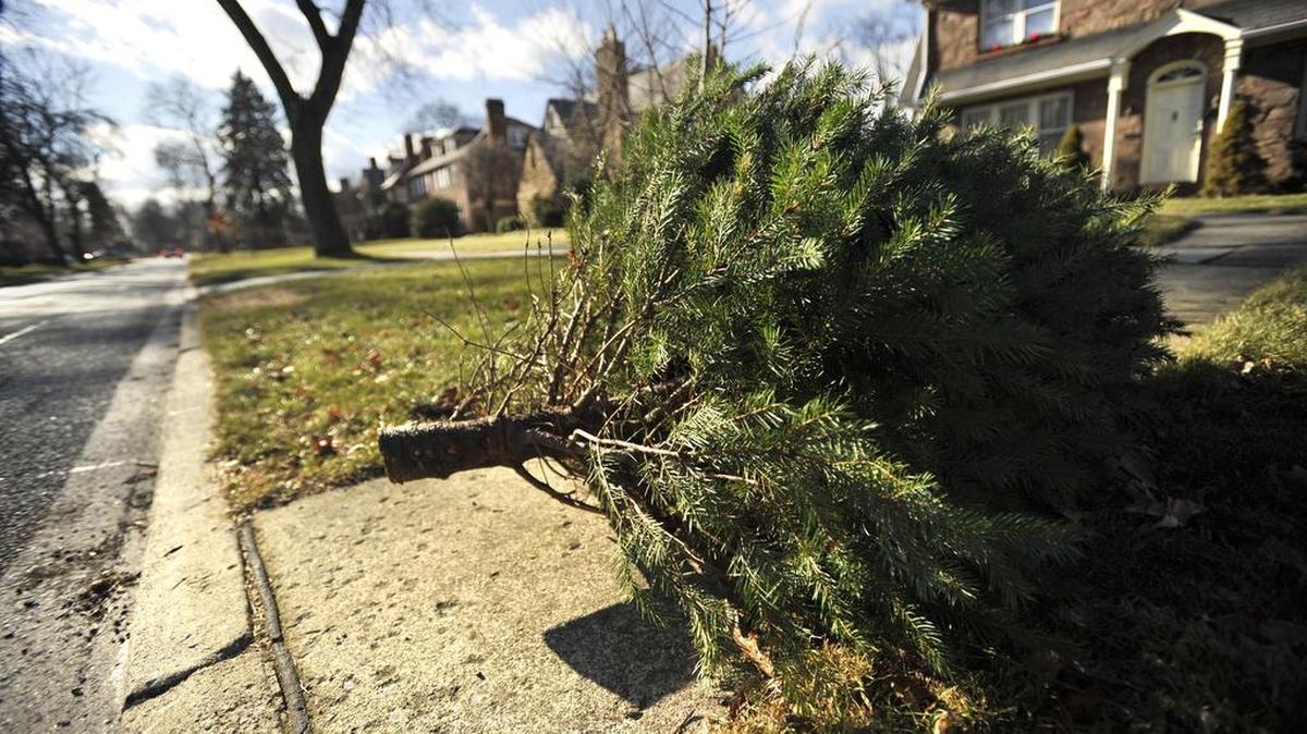 There are other uses for leftover Christmas trees that can save them from the curb.