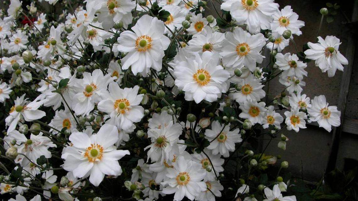 Winter gardens don’t have to be boring