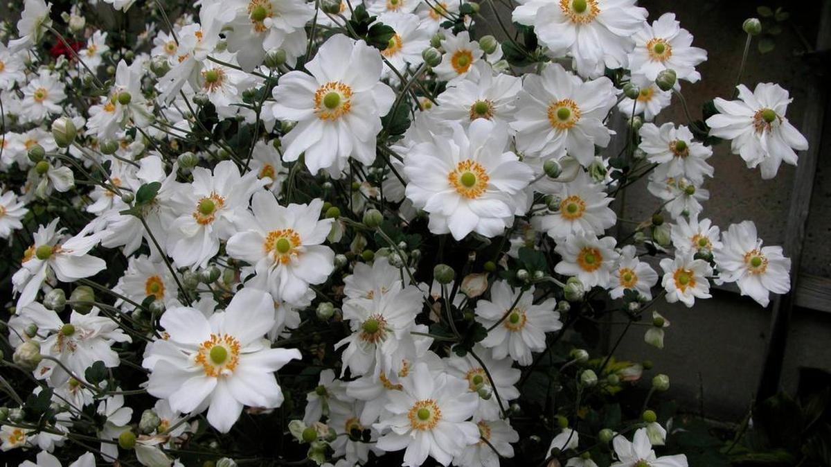 Japanese anemone can be used in winter gardens.