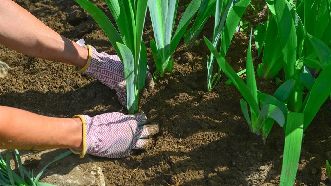 Use this time to start browsing garden catalogs